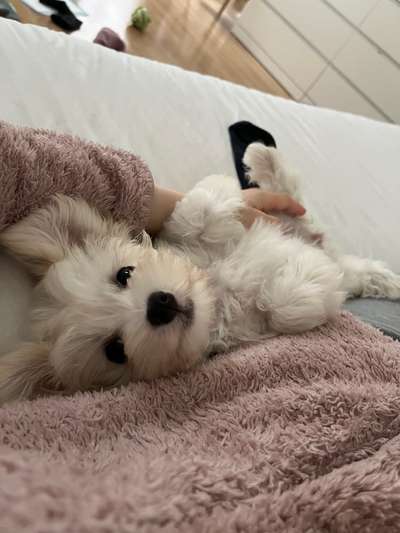 Hundetreffen-Play Date and socializing for puppies or small dogs  🐶-Bild