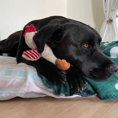 Hundetreffen-Spielpartner gesucht-Bild