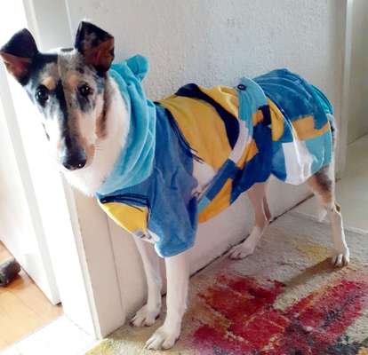 Zeige das lustigste Bild eures Hundis-Beitrag-Bild