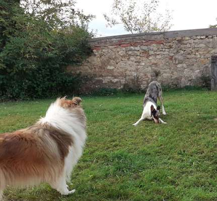 Zeige das lustigste Bild eures Hundis-Beitrag-Bild