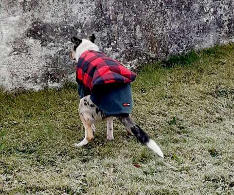 Zeige das lustigste Bild eures Hundis-Beitrag-Bild