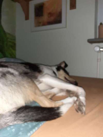 Darf der Hund bei Euch im Bett schlafen?-Beitrag-Bild