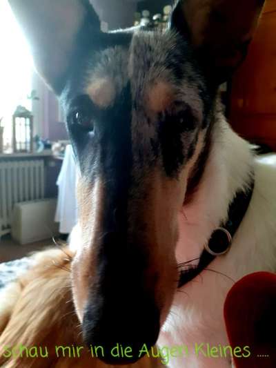 Zeige das lustigste Bild eures Hundis-Beitrag-Bild