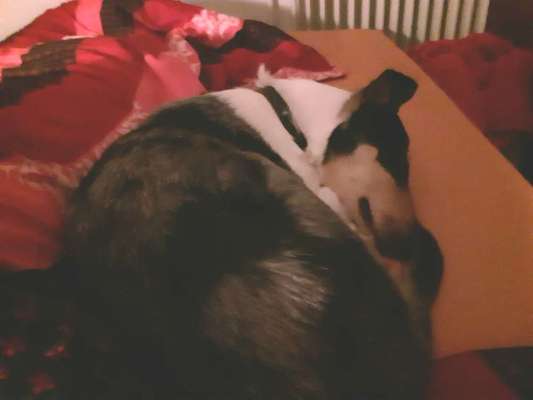 Darf der Hund bei Euch im Bett schlafen?-Beitrag-Bild