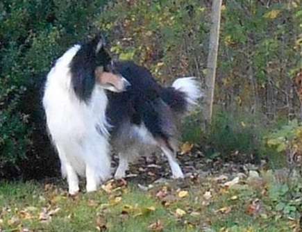 Darf der Hund bei Euch im Bett schlafen?-Beitrag-Bild