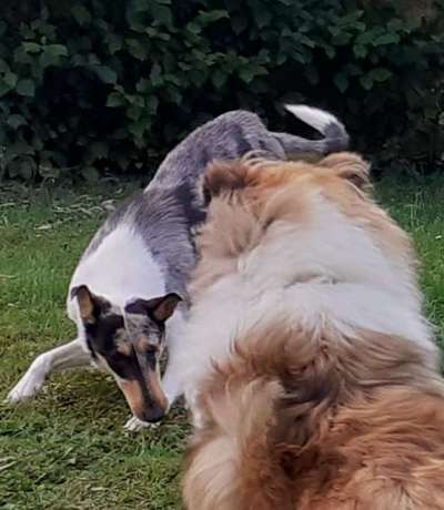 Rassen und ihre Eigenschaften-Beitrag-Bild