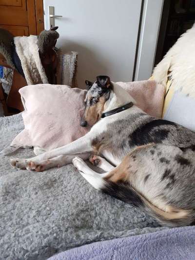 Darf der Hund bei Euch im Bett schlafen?-Beitrag-Bild