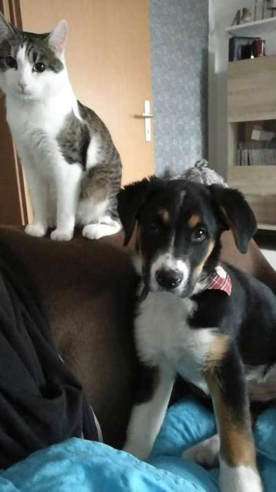 Welpen Bilder !-Beitrag-Bild