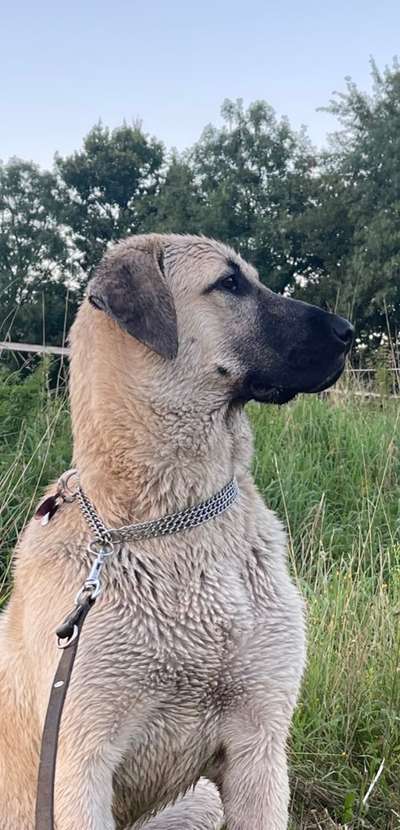 Kangal Fans ! ! ! !-Beitrag-Bild