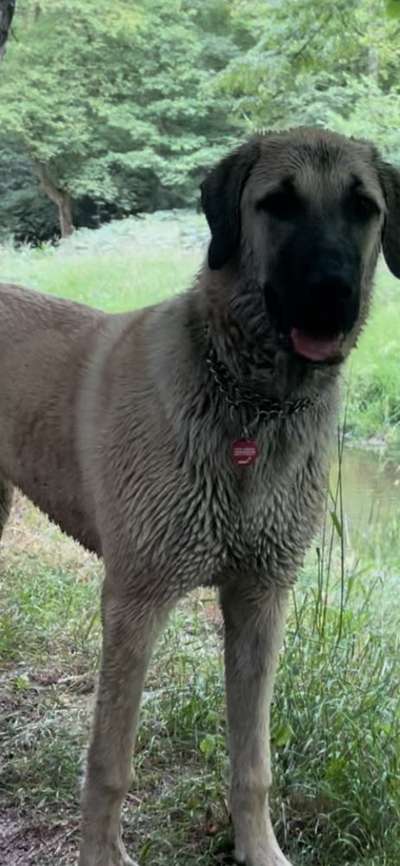 Kangal Fans ! ! ! !-Beitrag-Bild