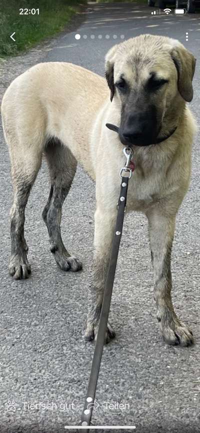 Kangal Fans ! ! ! !-Beitrag-Bild