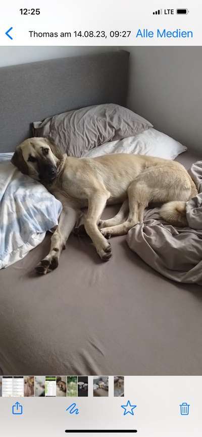 Kangal Fans ! ! ! !-Beitrag-Bild