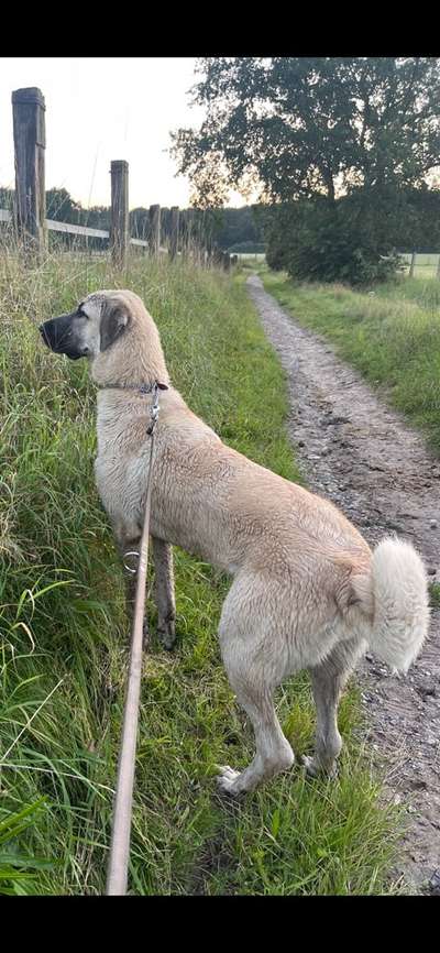 Kangal Fans ! ! ! !-Beitrag-Bild
