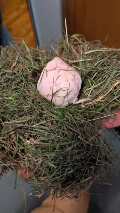 Giftköder-Vermutlicher Giftköder-Bild