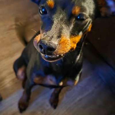 Hundetreffen-Soziale Kontakte-Bild