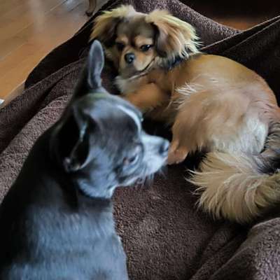 Hundetreffen-Toben am Brokdorfer Strand-Bild