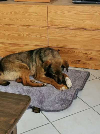 Hunde aus dem Tierschutz: Bulgarien-Beitrag-Bild