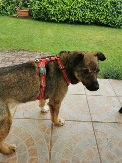 Hund läuft langsam mit neuem Geschirr-Beitrag-Bild