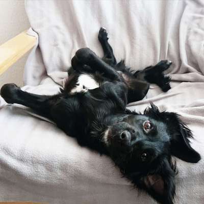 Die Dogorama Wochen Challenge-Beitrag-Bild