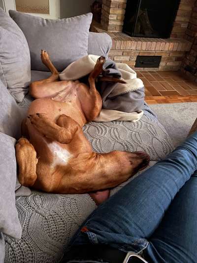 Rhodesian Ridgeback-Beitrag-Bild