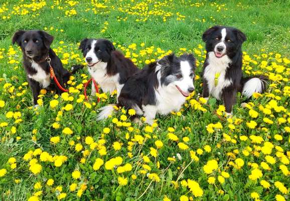 Hunde Porträt (Portrait) Galerie....-Beitrag-Bild