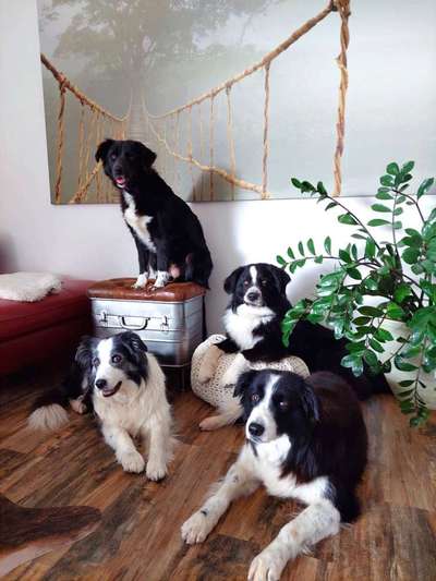 Hunde Porträt (Portrait) Galerie....-Beitrag-Bild