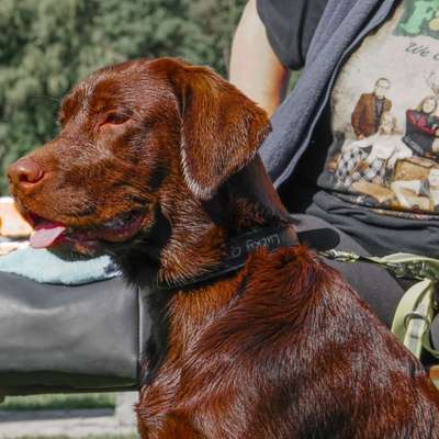 Labradorfans-Beitrag-Bild