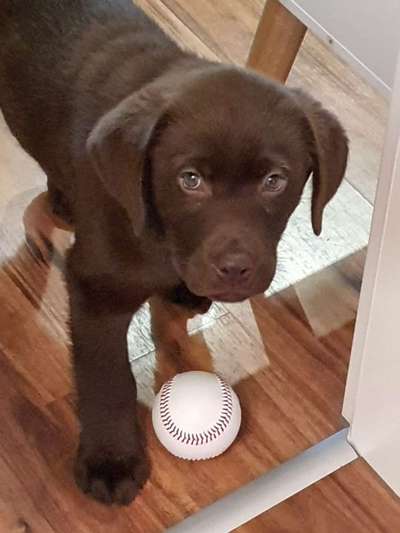 Welpen Bilder !-Beitrag-Bild