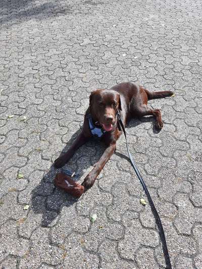 Zeigt her eure Junghunde :)-Beitrag-Bild