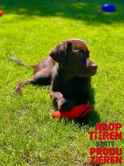 Dogorama Photo Challenge - "Adoptieren statt Produzieren" mit Gewinnspiel-Beitrag-Bild