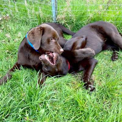 Dogorama Photo Challenge - Die besten Hundebuddys-Beitrag-Bild