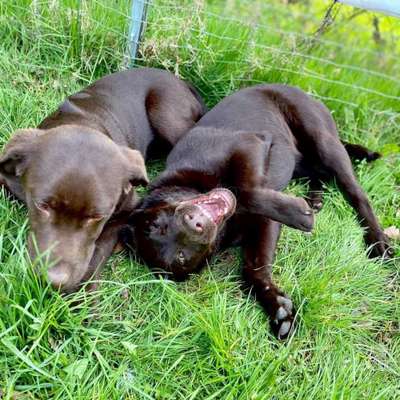 FOTOCHALLENGE 68: Dein Hund und sein bester Freund-Beitrag-Bild