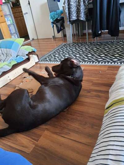 Zeige das lustigste Bild eures Hundis-Beitrag-Bild