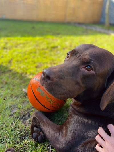 Dogorama Photo Challenge - Der Frühling kommt-Beitrag-Bild