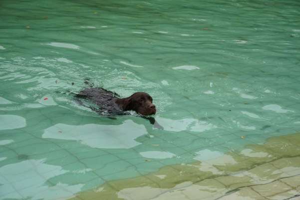 Hundeschwimmen-Beitrag-Bild