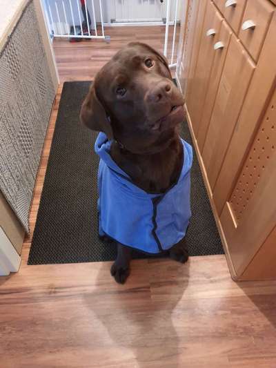 Postet das beste Foto von euren 4 beinern-Beitrag-Bild