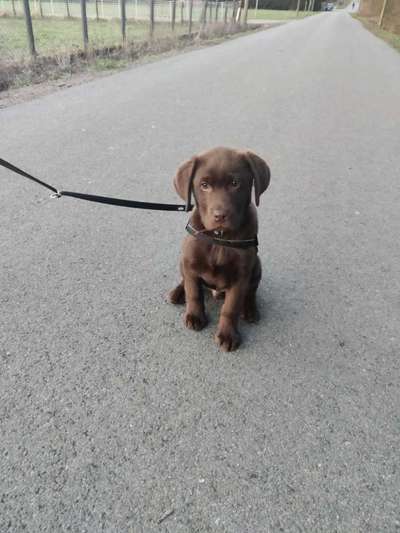 Welpen Bilder !-Beitrag-Bild