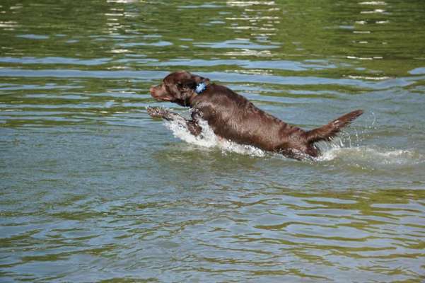 Hundeschwimmen-Beitrag-Bild