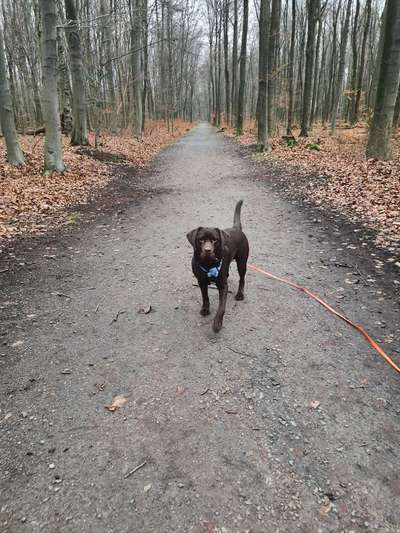 23. Collagen-Challenge: Portraits-Beitrag-Bild