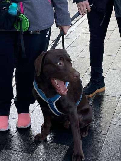Lustigsten Grimassen von euren Hunden-Beitrag-Bild