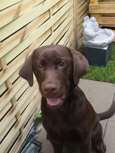 Dogorama Photo Challenge - Einmal lächeln bitte-Beitrag-Bild