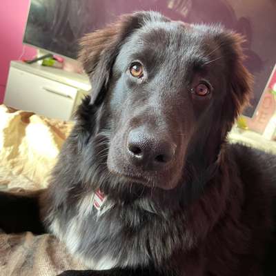 Hundetreffen-Spielrunde-Bild