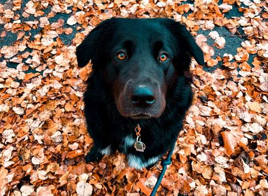 Herbst Bilder-Beitrag-Bild