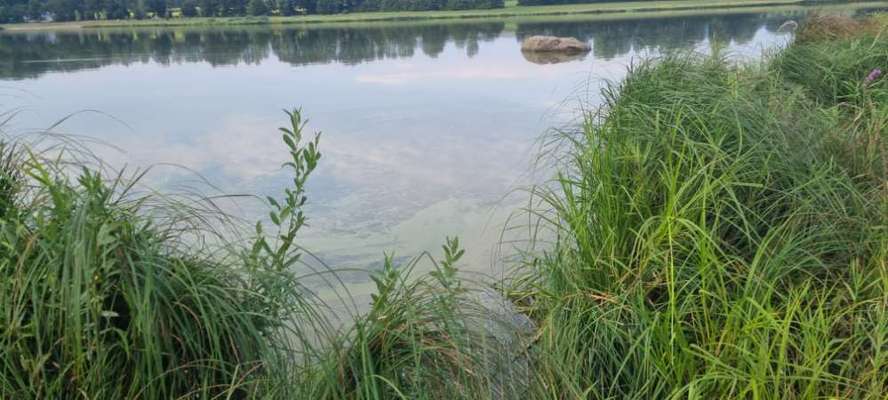 Giftköder-Blaualgen am Silbersee bei Treffelstein-Bild