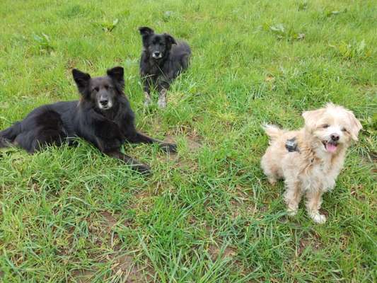 Bester Freund, Hundekumpel - zeigt her!-Beitrag-Bild