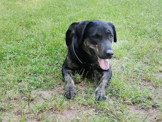 Labradorfans-Beitrag-Bild