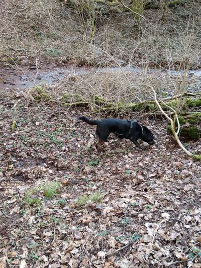 Hundetreffen-Runde mit dem Hunde in illingen-Bild