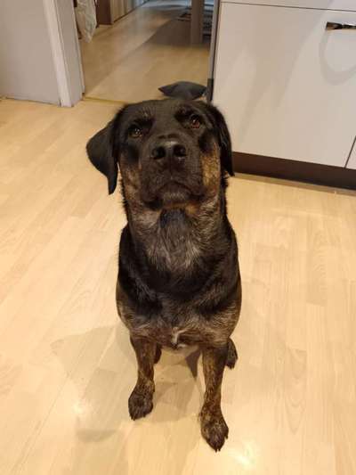 Mischlinge raten - Rätselspaß-Beitrag-Bild