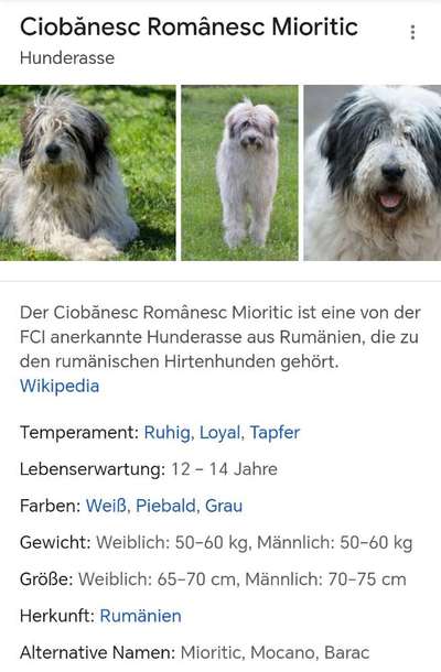 Mischlinge raten - Rätselspaß-Beitrag-Bild