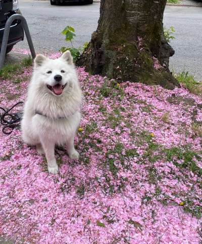 Samojede Besitzer-Beitrag-Bild